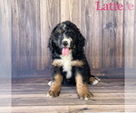 Small Photo #1 Bernedoodle Puppy For Sale in MAZEPPA, MN, USA