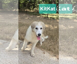 Great Pyrenees Dogs for adoption in Spring, TX, USA