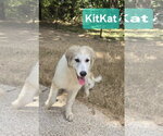 KitKat - Female Great Pyrenees Dog for Adoption - Small photo