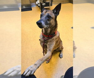 Mutt Dogs for adoption in Sacramento, CA, USA