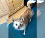 Small #1 Cairn Terrier Mix