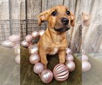 Small Photo #1 Dachshund-Unknown Mix Puppy For Sale in Binghamton, NY, USA