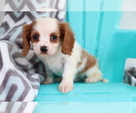 Small Photo #4 Cavalier King Charles Spaniel Puppy For Sale in SHILOH, OH, USA
