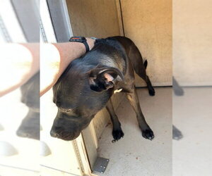 Mutt Dogs for adoption in Oklahoma City, OK, USA