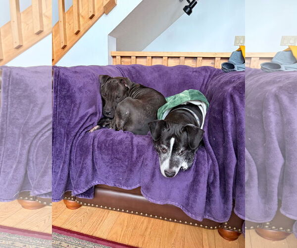 Medium Photo #8 American Staffordshire Terrier-Boxer Mix Puppy For Sale in Arlington, VA, USA