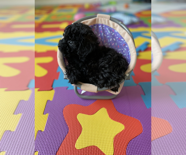 Medium Photo #5 Maltipoo Puppy For Sale in VIRGINIA BEACH, VA, USA