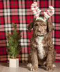 Small Photo #10 Aussiedoodle Puppy For Sale in MONTROSE, CO, USA