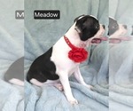 Small #2 Boston Terrier