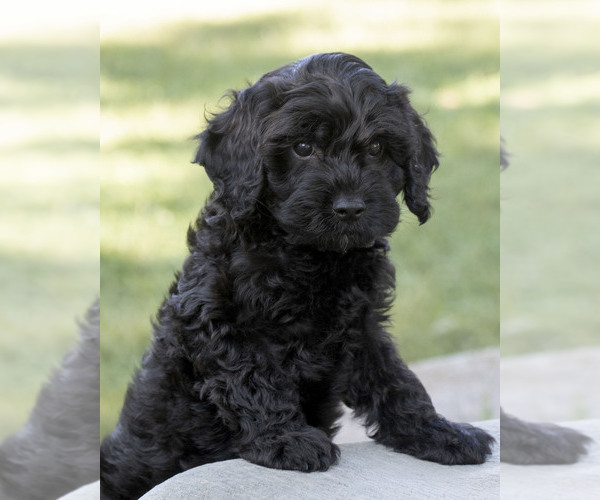 Medium Photo #1 Cavapoo (Miniature)-Goldendoodle Mix Puppy For Sale in SAINT MARYS, KS, USA