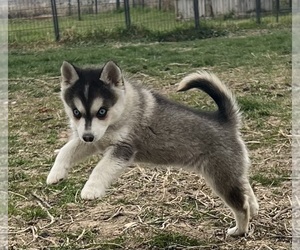 Alaskan Klee Kai Puppy for sale in MOUNTAIN HOME, ID, USA