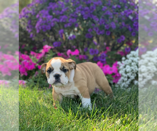 Medium Photo #9 English Bulldog Puppy For Sale in NAPPANEE, IN, USA
