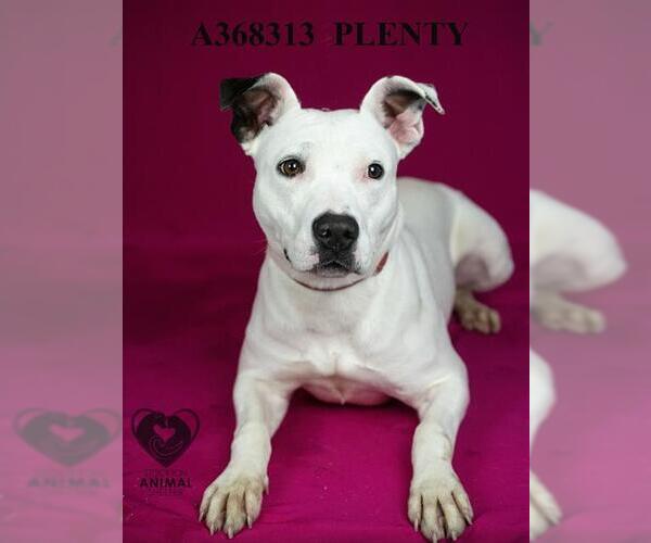 Medium Photo #1 Mutt Puppy For Sale in Stockton, CA, USA