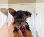 Small #2 Yorkshire Terrier