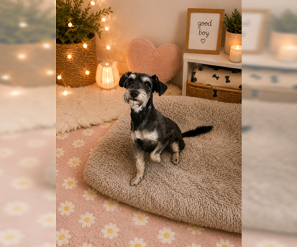 Medium Photo #3 - Mix Puppy For Sale in San Diego, CA, USA