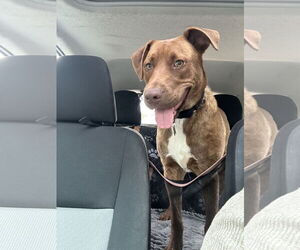 Labrador Retriever-Unknown Mix Dogs for adoption in San Diego, CA, USA