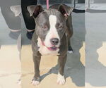 Small Photo #4 American Pit Bull Terrier-Unknown Mix Puppy For Sale in Anniston, AL, USA
