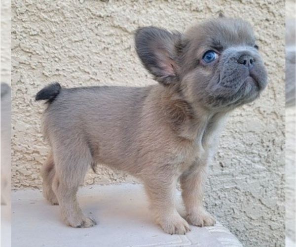Medium Photo #4 French Bulldog Puppy For Sale in LAS VEGAS, NV, USA