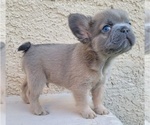 Small #3 French Bulldog
