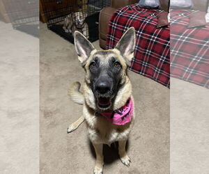 German Shepherd Dog Dogs for adoption in Chandler, AZ, USA
