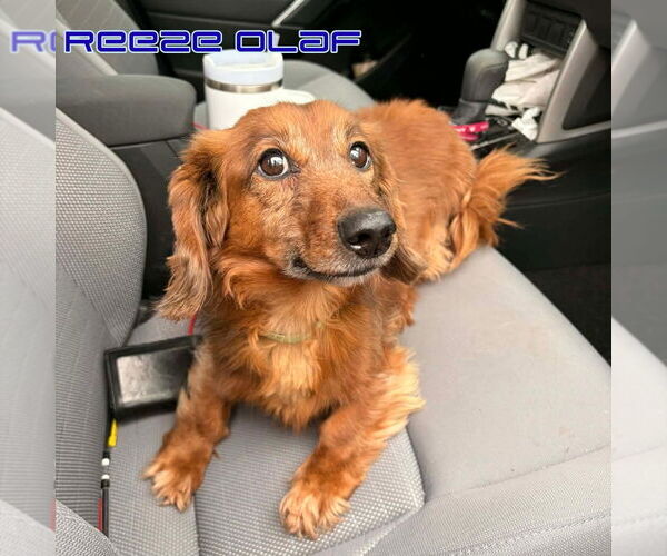 Medium Photo #7 Dachshund Puppy For Sale in San Antonio, TX, USA