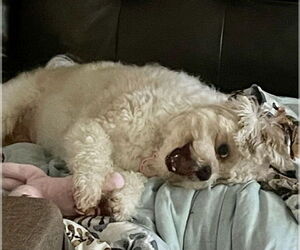 Shih Tzu Dogs for adoption in springfield, VA, USA