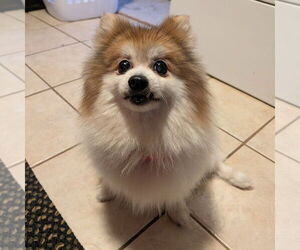 Pomeranian Dogs for adoption in Vail, AZ, USA