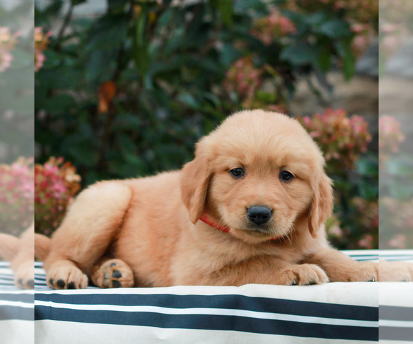 Medium Photo #3 Golden Retriever Puppy For Sale in LITITZ, PA, USA