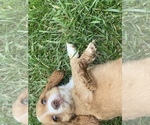 Small Photo #6 Cocker Spaniel Puppy For Sale in ELIDA, OH, USA