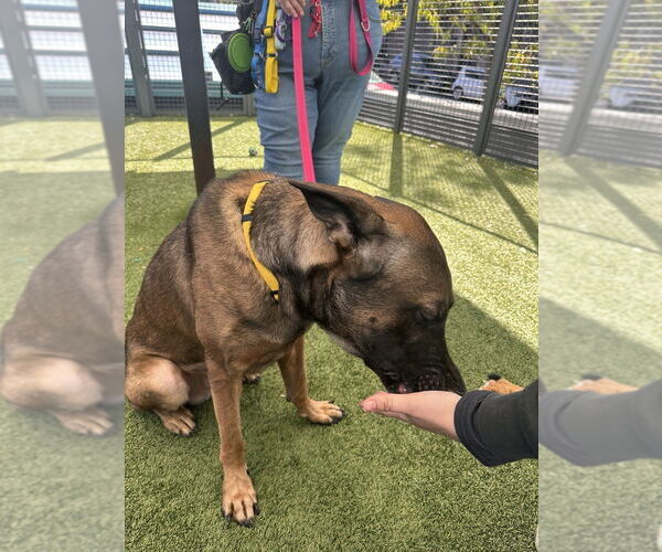 Medium Photo #4 Mutt Puppy For Sale in Imlay City, MI, USA