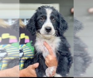 Bernedoodle Puppy for sale in WALNUT GROVE, MO, USA