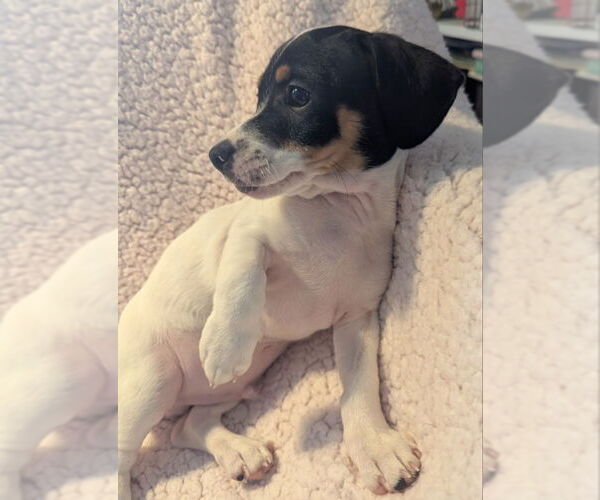 Medium Photo #5 Jack Chi Puppy For Sale in Olalla, WA, USA