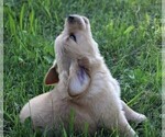Small Photo #8 Golden Retriever Puppy For Sale in JONES, MI, USA