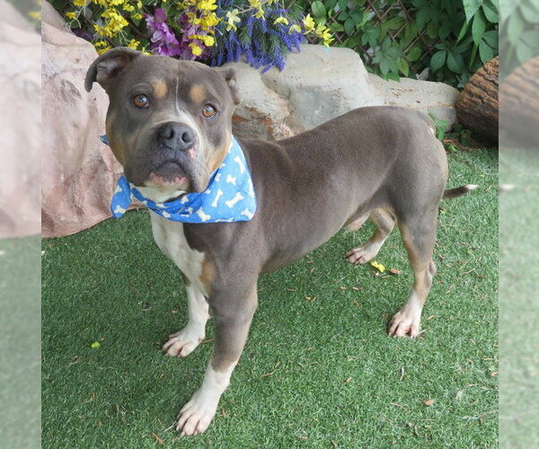 Medium Photo #1 American Pit Bull Terrier Puppy For Sale in Oklahoma City, OK, USA