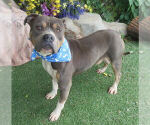 American Pit Bull Terrier Dogs for adoption in Oklahoma City, OK, USA