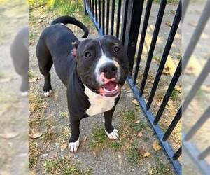 Mutt Dogs for adoption in Riverside, CA, USA