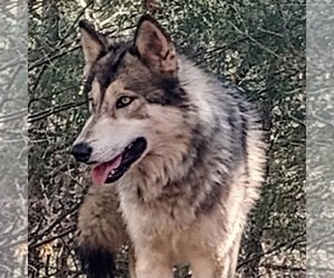 Mother of the Wolf Hybrid puppies born on 02/20/2025
