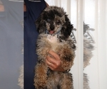 Small #8 Poodle (Miniature)