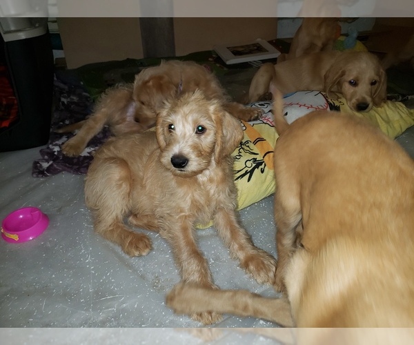 Medium Photo #9 Labradoodle Puppy For Sale in WASHOUGAL, WA, USA
