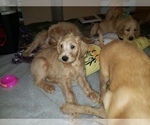 Small Photo #9 Labradoodle Puppy For Sale in WASHOUGAL, WA, USA