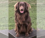 Small #1 Australian Shepherd-Chocolate Labrador retriever Mix