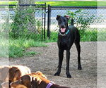 Small #20 Doberman Pinscher