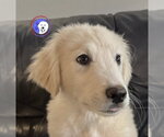 Small #5 Great Pyrenees