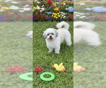 Small #1 Shih Tzu