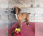 Small #4 Boxer