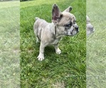 Small Photo #4 French Bulldog Puppy For Sale in MIDDLEBURY, IN, USA