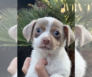 Mutt Dogs for adoption in Dana Point, CA, USA
