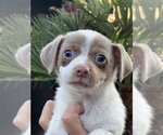 Small Mutt