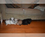 Small Photo #13 Pom-Shi Puppy For Sale in DINWIDDIE, VA, USA
