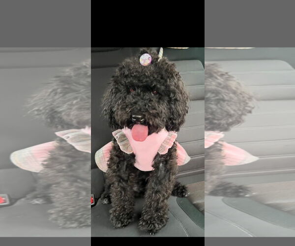 Medium Photo #2 Poodle (Miniature)-Unknown Mix Puppy For Sale in Oakland Park, FL, USA