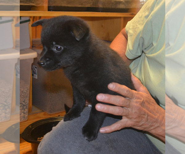 Medium Photo #5 Schipperke Puppy For Sale in SEYMOUR, MO, USA